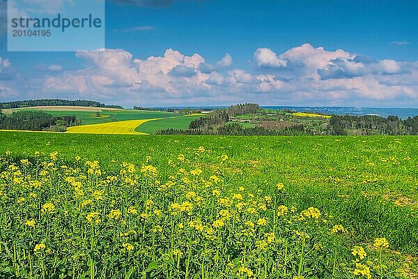 Vogtland Feld im Frühling  landscape withe fields in Vogtland in spring  Deutschland  Europa