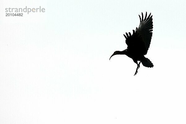 Waldrapp (Geronticus eremita)  Silhouette  Altvogel im Landeanflug  Burghausen  Oberbayern  Bayern  Deutschland  Europa