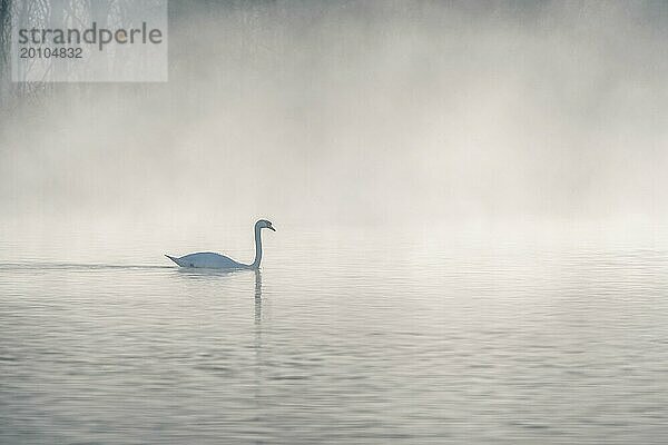 Mute swan (Cygnus olor) Silhouette in der Morgennebel auf dem Wasser eines Sees. Bas-Rhin  Elsass  Grand Est  Frankreich  Europa