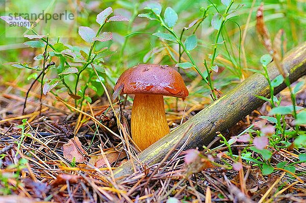 Marone Pilz im Herbstwald  Bay Bolete mushroom in autumn forest