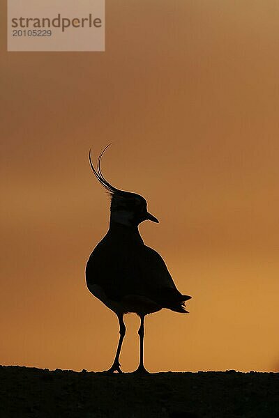 Kiebitz (Vanellus vanellus)  Altvogel  Silhouette auf einem Bergrücken bei Sonnenuntergang  England  Großbritannien  Europa