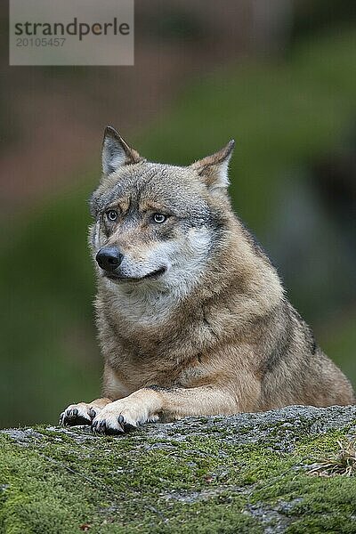 Europäischer Wolf (Canis lupus lupus)  erwachsenes Tier  ruhend auf einem Felsen in einem Waldgebiet  Bayern  Deutschland  captive  Europa