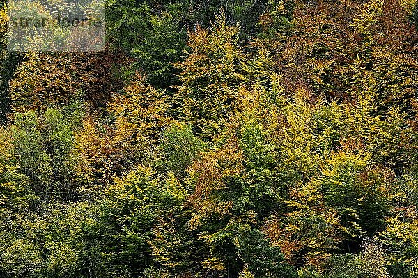 Bunter Herbstwald  Herbst  herbstlich  Baum  Wald  Laub  Farbe  Romantik  romantisch  Jahreszeit  Herbstlandschaft  bunt  farbig  Malerisch  Textur  Wallis  Schweiz  Europa