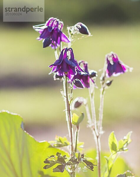 Blühende lila und blaue Akelei im Garten