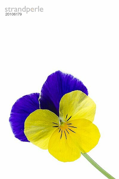 Hornveilchen (Viola cornuta  Stiefmütterchen)