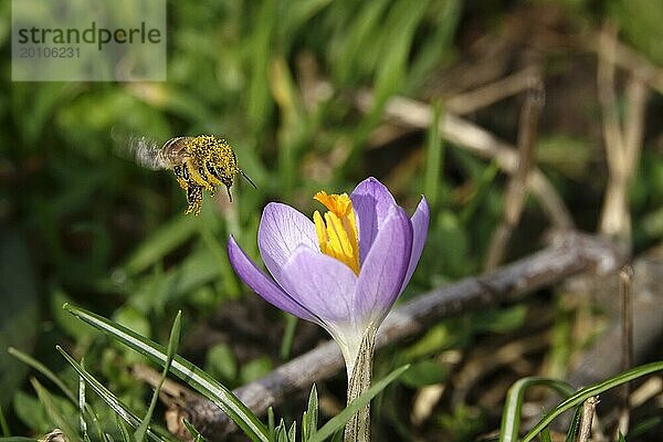 Zauberhafte Krokusblüte mit Biene  Februar  Deutschland  Europa