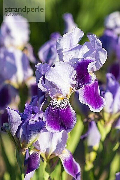 Bunte lila Schwertlilien in einem botanischen Garten