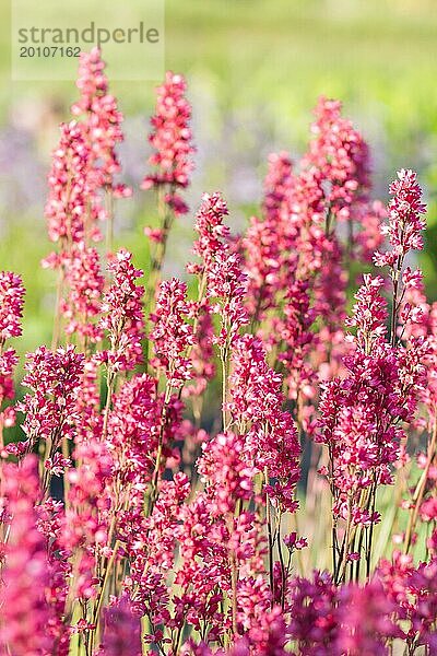 Blühende lila Heuchera im Garten