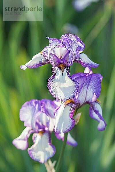 Bunte lila Schwertlilien in einem botanischen Garten