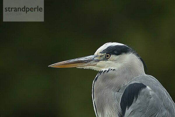 Graureiher (Ardea cinerea) erwachsener Vogel Kopf Portrait  England  Großbritannien  Europa