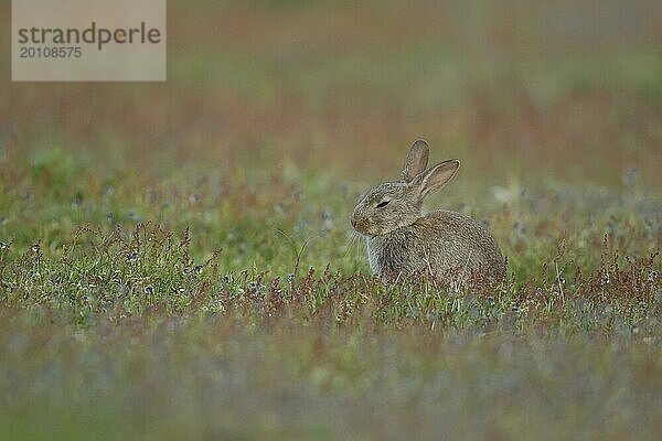 Kaninchen (Oryctolagus cuniculus)  erwachsenes Tier  schlafend zwischen Blumen im Grasland  Suffolk  England  Großbritannien  Europa