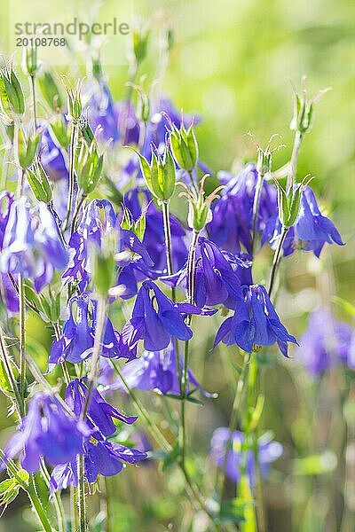 Blühende lila und blaue Akelei im Garten