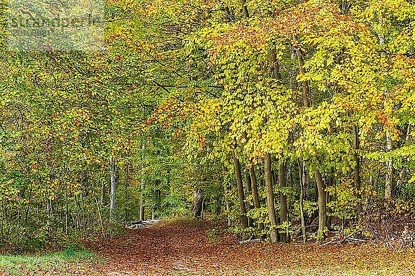 Landschaft im Herbst in der Feldberger Seenlandschaft
