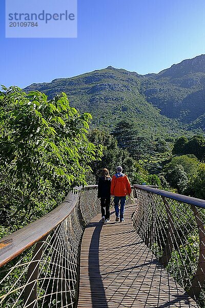 Besucher auf dem Boomslang Canopy Trail  Kirstenbosch Tree Canopy Walkway  Botanischer Garten Kirstenbosch  Kapstadt  Cape Town  Westkap  Südafrika