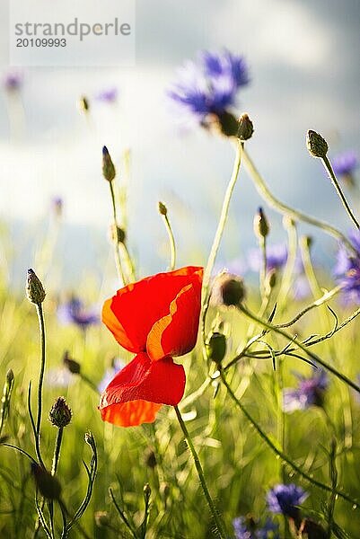 Feld mit roten Mohnblumen und blaün Kornblumen  selektiver Fokus