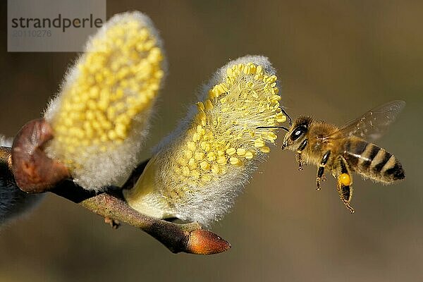 Biene am Weidenkätzchen