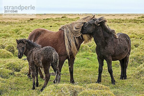 Islandpferde  Gruppe von drei interagierenden Pferden  (Equus caballus) Island