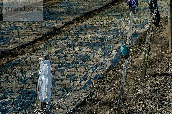 Weiße chirurgische Maske hängt an einem hölzernen Zaunpfahl neben einer Ernte von Frühlingszwiebeln  die im Hintergrund verschwommen sind  in Südkorea