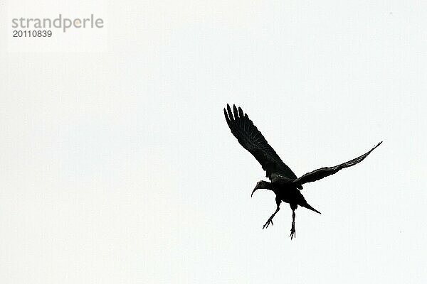 Waldrapp (Geronticus eremita)  Silhouette  Altvogel im Landeanflug  Burghausen  Oberbayern  Bayern  Deutschland  Europa