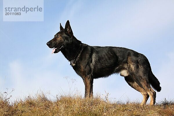 Deutscher Schäferhund