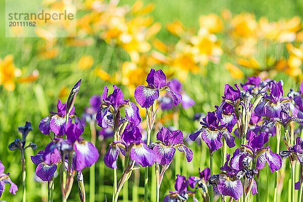 Bunte lila Iris in einem botanischen Garten