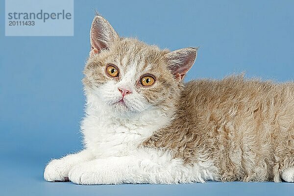 Rassekatze Selkirk Rex  Kitten  Alter 10 Wochen  Farbe fawn tortie white  Tierportrait  Studioaufnahme