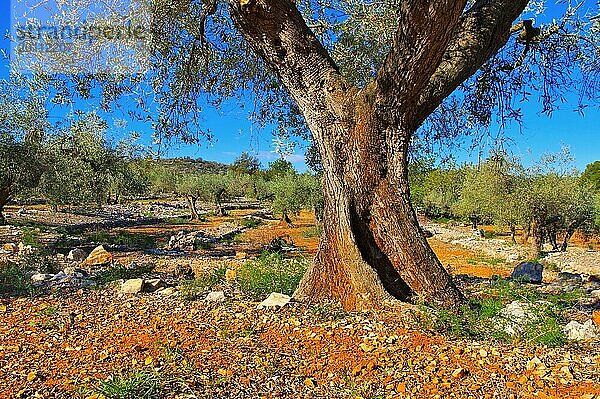 Olivenhain  typische Landschaft in Spanien  olive grove  typical landscape in Spain  Europe