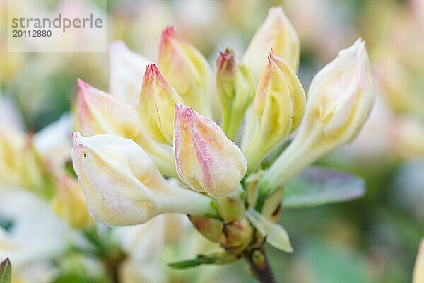 Violette Knospen von Rhododendron (Azalee) im Frühlingsgarten. Nahaufnahme. Unscharfer Hintergrund