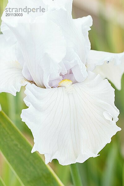 Schöne weiße Iris Blume blühen im Garten. Close up  Zerbrechlichkeit und Sommer Konzept