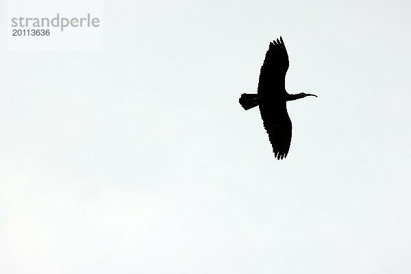 Waldrapp (Geronticus eremita)  Silhouette eines Altvogels im Flug  Burghausen  Oberbayern  Bayern  Deutschland  Europa