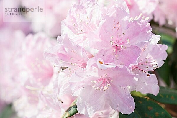 Rhododendron (Azalee) blüht in verschiedenen Farben im Frühlingsgarten. Nahaufnahme. Unscharfer Hintergrund