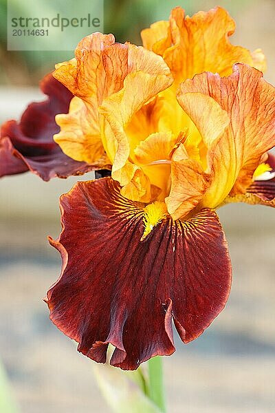 Schöne bunte Iris Blume blühen im Garten. Close up  Zerbrechlichkeit und Sommer Konzept