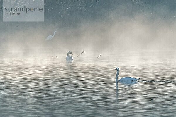 Mute swan (Cygnus olor) Silhouette in der Morgennebel auf dem Wasser eines Sees. Bas-Rhin  Elsass  Grand Est  Frankreich  Europa