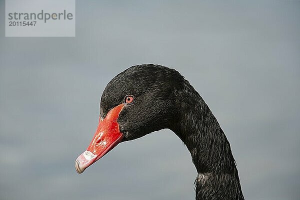 Trauerschwan (Cygnus atratus) erwachsener Vogel Kopf Portrait  England  Großbritannien  Europa