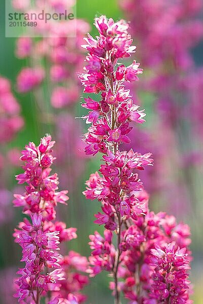 Blühende lila Heuchera im Garten