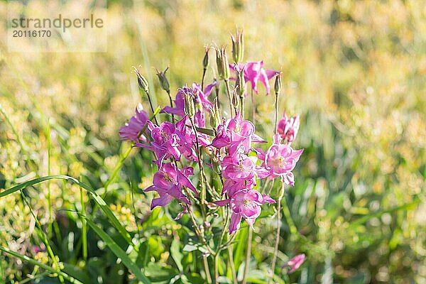 Blühende lila und blaue Akelei im Garten