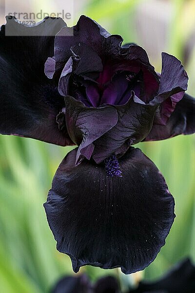Schöne dunkelblaue Iris Blume blühen im Garten. Close up  Zerbrechlichkeit und Sommer Konzept