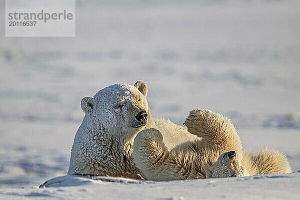 Eisbär (Ursus maritimus)  Eisbärenmutter spielt mit Jungtier im Schnee  Kaktovik  Arctic National Wildlife Refuge  Alaska  USA  Nordamerika