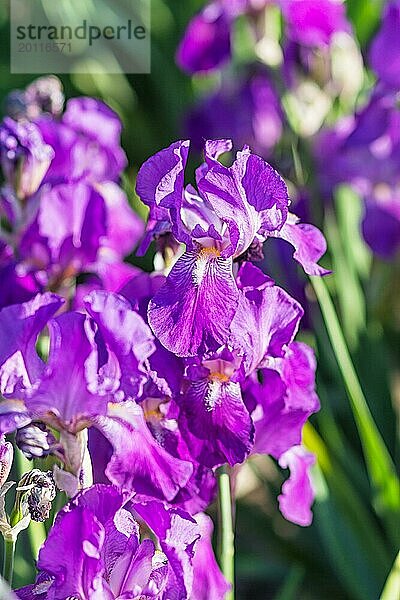 Bunte lila Schwertlilien in einem botanischen Garten