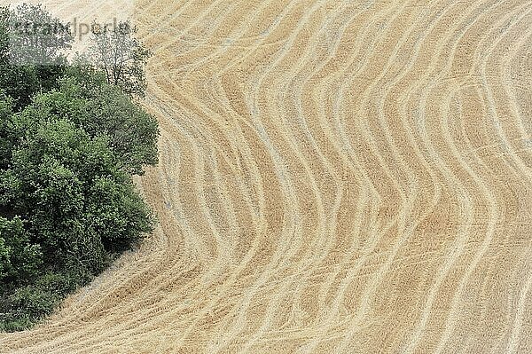 Abgeerntete Felder südlich von Siena  Crete Senesi  Toskana  Italien  Europa