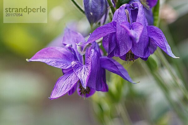 Violette Akelei (Akelei) auf grünem  unscharfem Hintergrund. Nahaufnahme