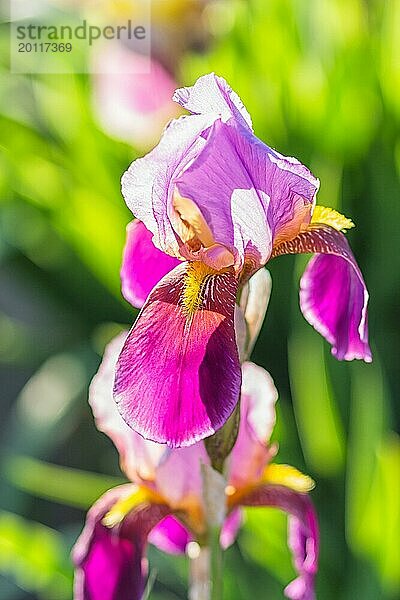 Bunte lila Schwertlilien in einem botanischen Garten