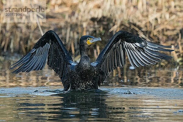 Ein Kormoran (Phalacrocorax carbo) mit ausgebreiteten Flügeln trocknet seine Federn  Frontalansicht  Hessen  Deutschland  Europa