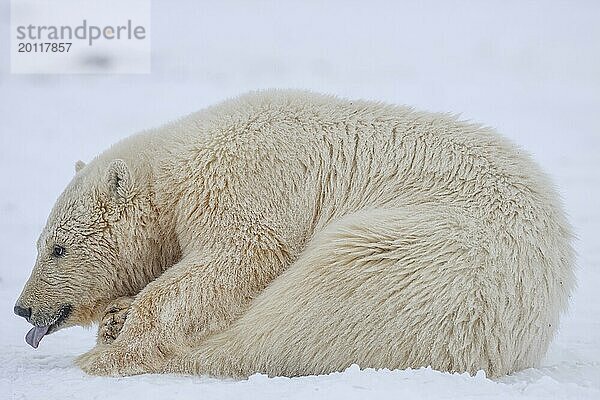 Eisbär (Ursus maritimus)  Jungtier liegt im Schnee  Zunge herausstrecken  Kaktovik  Arctic National Wildlife Refuge  Alaska  USA  Nordamerika