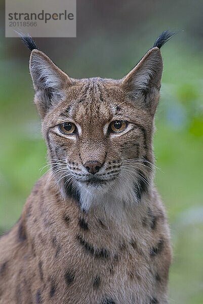 Eurasischer Luchs (Lynx lynx)  Porträt  Deutschland  Europa