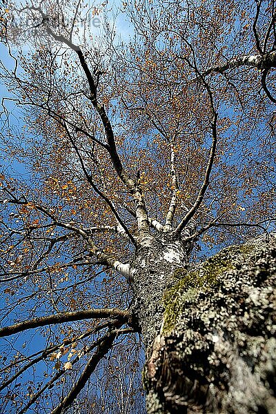 Birke an einem sonnigen Tag im Herbst vor blauem Himmel