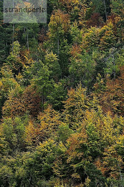 Bunter Herbstwald  Herbst  herbstlich  Baum  Wald  Laub  Farbe  Romantik  romantisch  Jahreszeit  Herbstlandschaft  bunt  farbig  Malerisch  Textur  Wallis  Schweiz  Europa