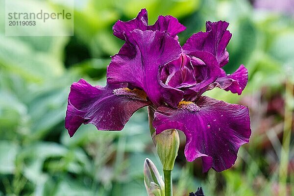 Schöne Irisblume mit Wassertropfen blühen im Garten. Nahaufnahme  Zerbrechlichkeit und Sommer Konzept