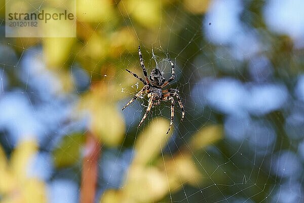 Nahaufnahme einer Spinne (aranea) im Netz mit unscharfem Hintergrund  Biotop Strofilia  Feuchtgebiete  Kalogria  Peloponnes  Griechenland  Europa