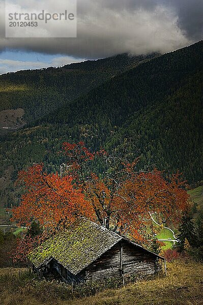 Almhütte im herbstlichen Rhonetal  Berghütte  wohnen  einsam  Berge  Bunter Herbstwald  Herbst  herbstlich  Baum  Wald  Laub  Farbe  Romantik  romantisch  Jahreszeit  Herbstlandschaft  bunt  farbig  Malerisch  Wallis  Schweiz  Europa